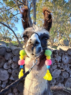 Cheerful Llama or Alpaca Halter Parade Accessories
