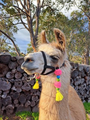 Colourful Llama or Alpaca Halter Tassels