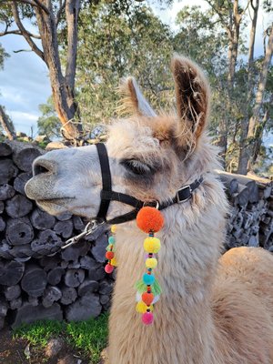 Bright and Colourful Llama / Alpaca Halter Tassel Accessories