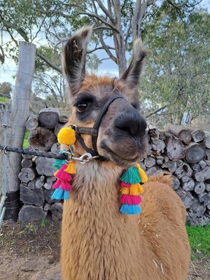 Llama / Alpaca Halter Tassels