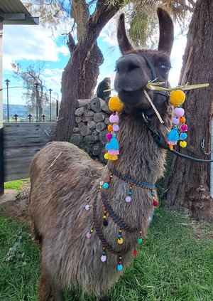 2 x Llama or Alpaca Decorative  Tassels for halter