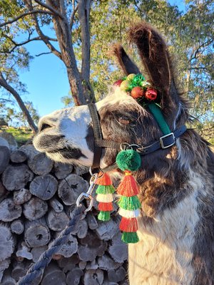 Christmas Llama or Alpaca Halter Tassels.