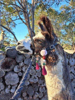Pink and maroon Llama Halter Tassel Accessories