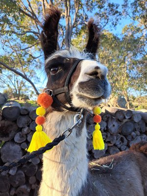 Colourful Llama / Alpaca Halter Tassels