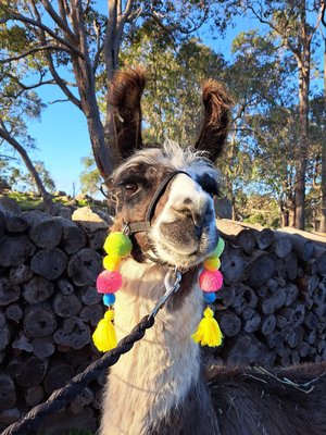 Cheerful Llama or Alpaca Halter Parade Accessories