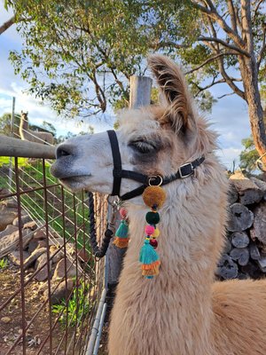 Halter Tassel Set for llamas and alpacas