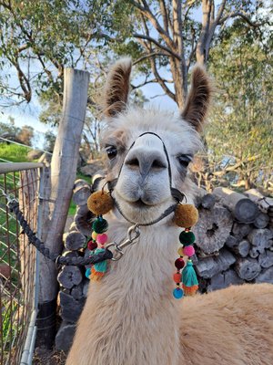 Halter Tassel Set for llamas and alpacas