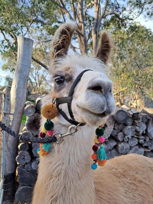 Halter Tassel Set for llamas and alpacas