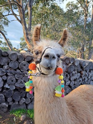 Colourful Llama / Alpaca Halter Clip On Tassels