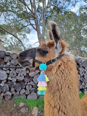 Llama / Alpaca Halter Tassels