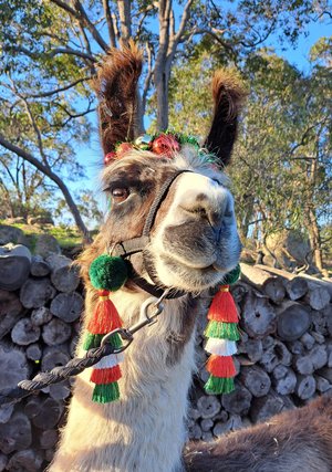 Christmas Llama or Alpaca Halter Tassels.