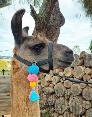 Llama or Alpaca Halter Tassel decorations