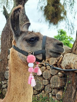 Pink Llama Alpaca Halter Tassels