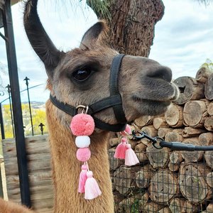 Pink Llama Alpaca Halter Tassels