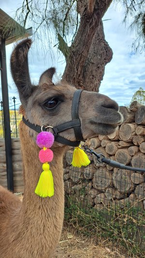 Cheerful Llama or Alpaca Halter Parade Accessories. 