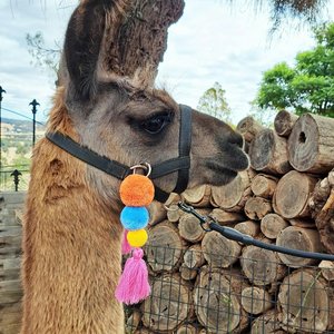 Llama Alpaca Clip on Accessories, Tassel set for halter