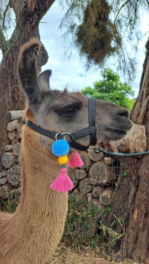 Colourful Llama / Alpaca Halter Clip On Tassels