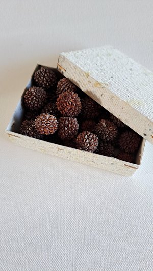 Sheoak nuts, box of 30 for crafts
