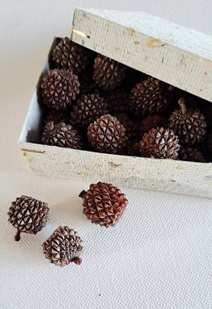 Sheoak nuts, box of 30 for crafts