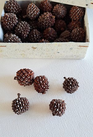 Sheoak nuts, box of 30 for crafts