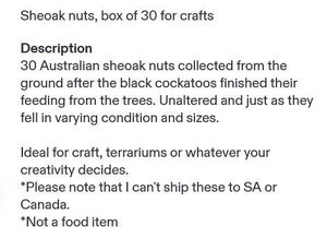 Sheoak nuts, box of 30 for crafts