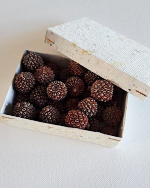 Sheoak nuts, box of 30 for crafts