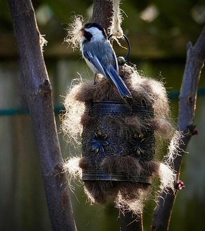 Bird Nester with Llama Fibre. Natural nesting material in decorative metal cage