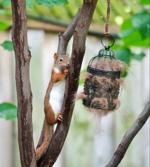 Bird Nester with Llama Fibre. Natural nesting material in decorative metal cage