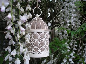 Bird Nester with Llama Fibre Nesting Material to Attract Native Birds to your Garden. Outdoor lantern. Birthday Gift Idea