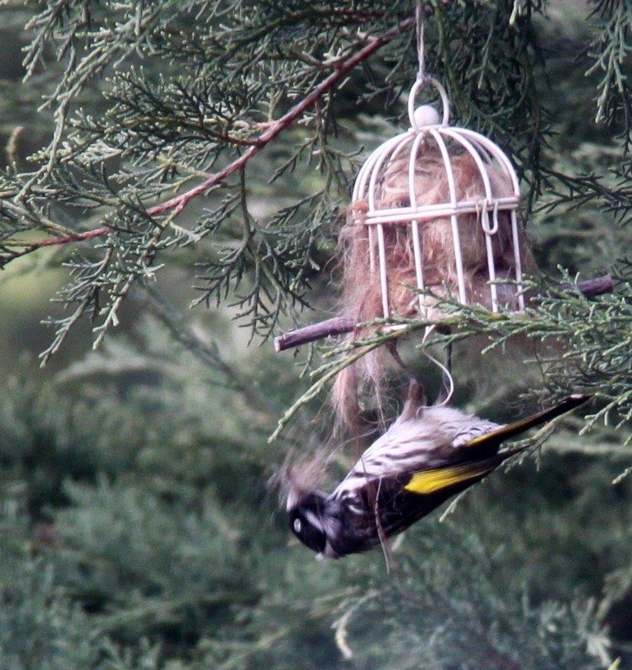 Small Native Bird Nester with Llama Fibre to hang near bird feeder or bird bath for nesting birds to use