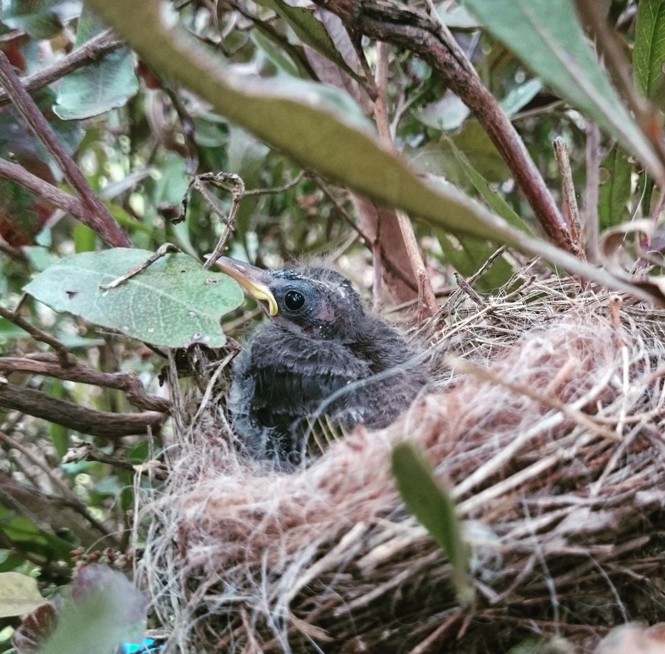 Garden Decoration, Eco Nester, Llama Nesting Material, Nest Filler,Bird Nester, Nest builder, Mother's Day Gift, Nature Play, Nursery Gift