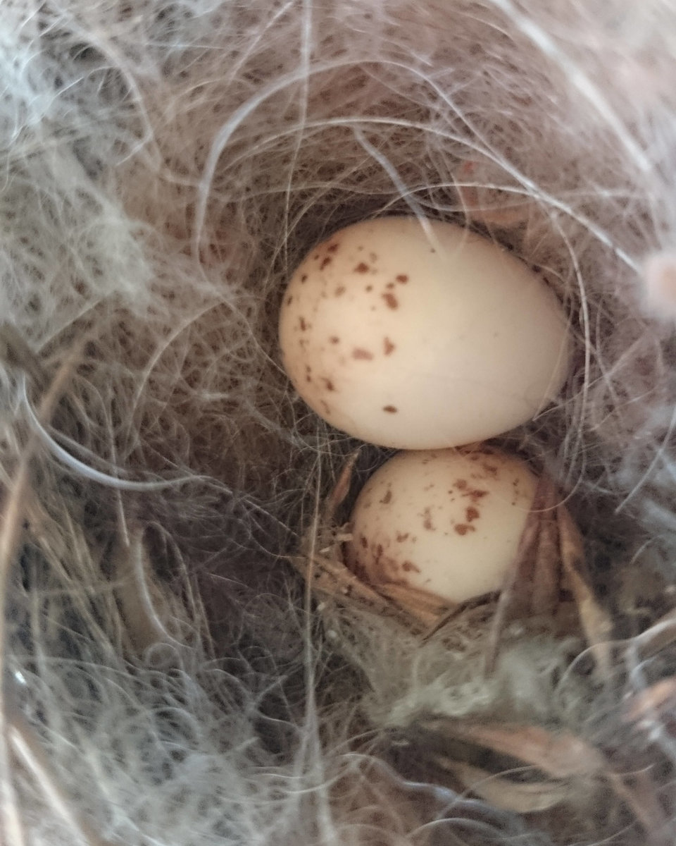 Garden Decoration, Eco Nester, Llama Nesting Material, Nest Filler,Bird Nester, Nest builder, Mother's Day Gift, Nature Play, Nursery Gift