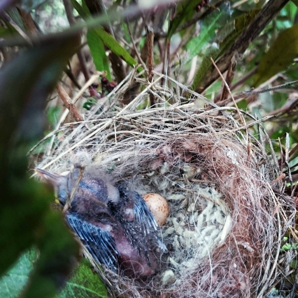 Leaf Bird Nester for nesting birds with llama Fibre. Gift for Garden. Bird house, birdbath, feeder accessory. Hanging wool nest starter