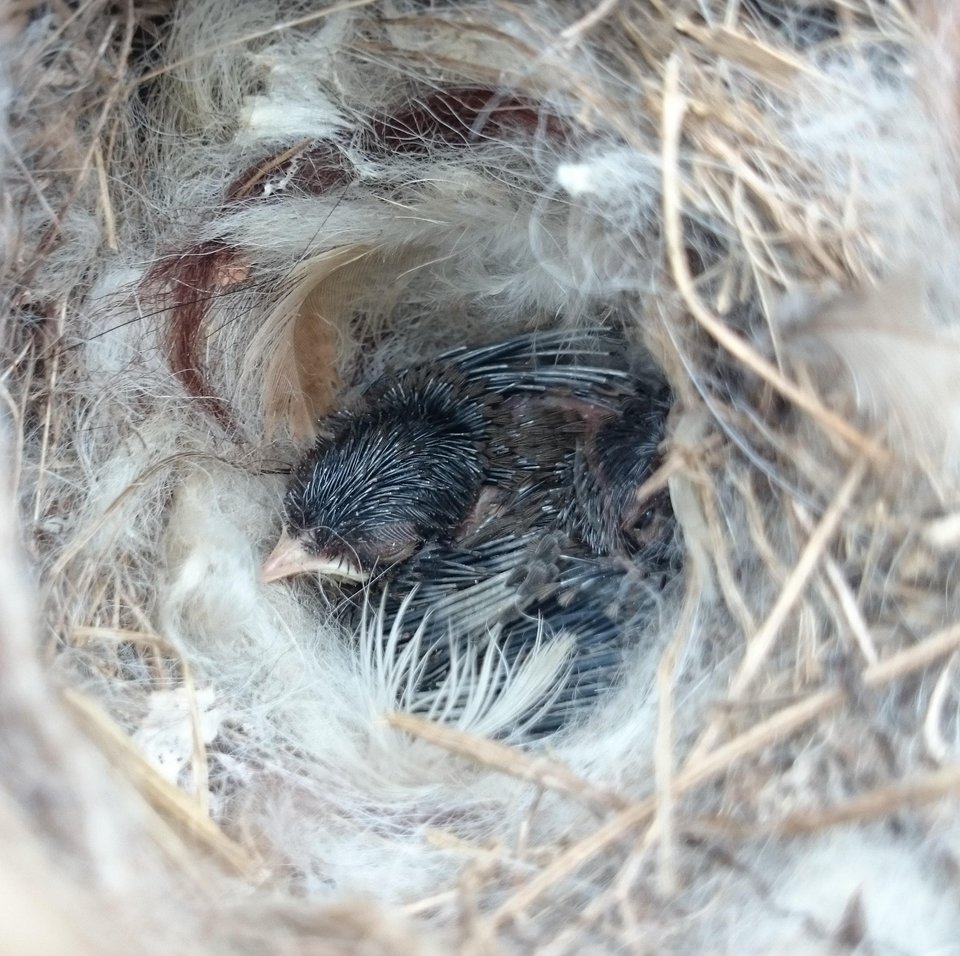 Garden Decoration, Eco Nester, Llama Nesting Material, Nest Filler,Bird Nester, Nest builder, Mother's Day Gift, Nature Play, Nursery Gift