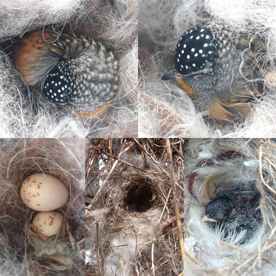 Bird Nester for backyard birds. Housewarming gift with llama fiber nest building material from Australia. Outdoor Lantern Style