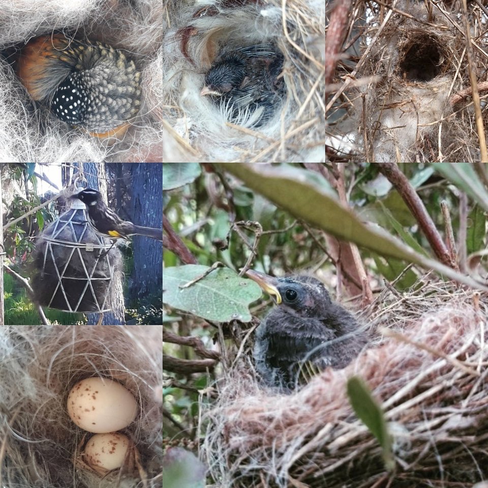 Small Bird Nester in Gift Box. Llama nesting material for wild birds, bird houses, nest boxes. Birdbath accessory for eco, nature gardens