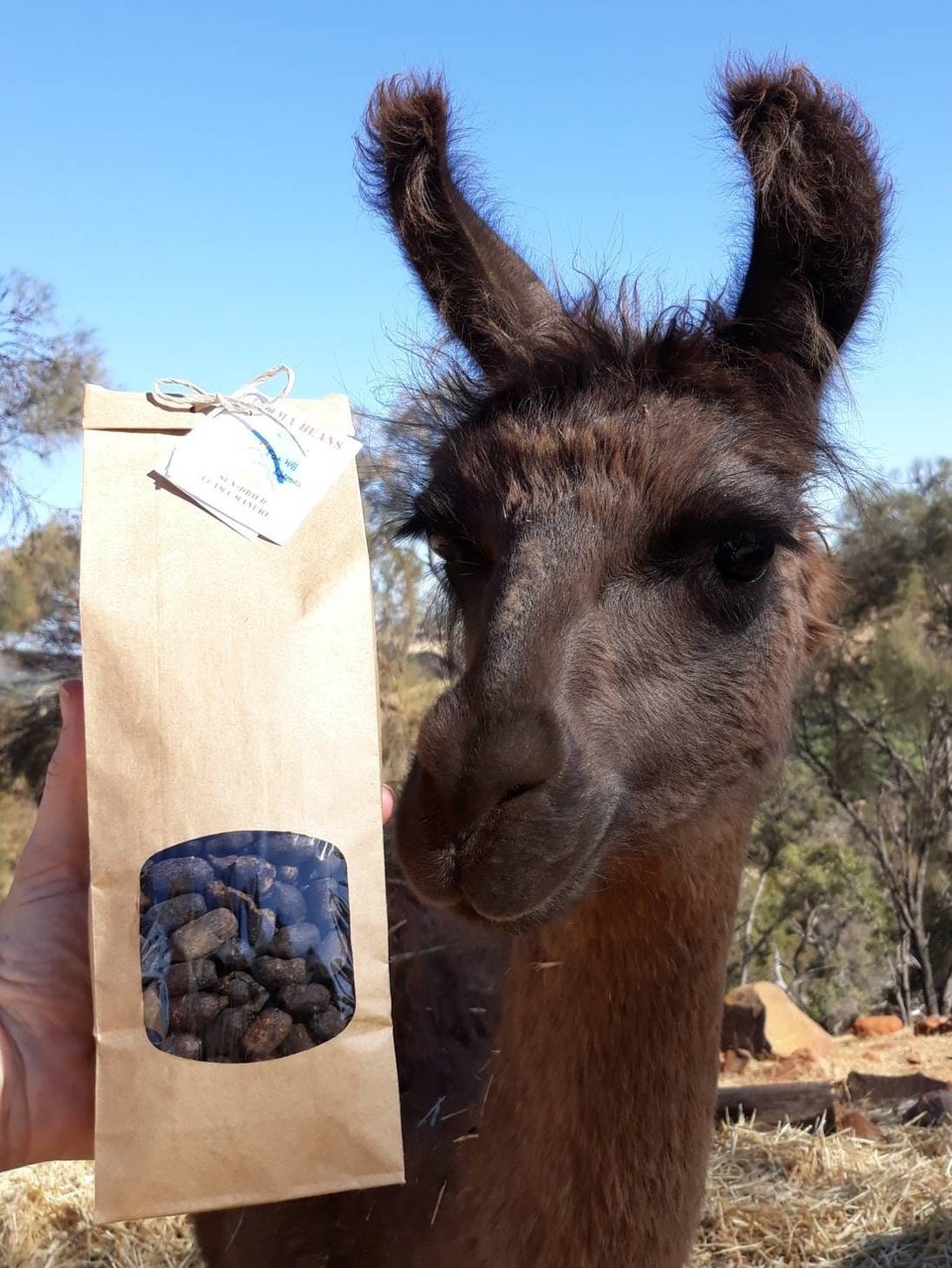 Llama POO Dried Organic Plant Fertiliser. Gardener gift for Garden and plant lovers. Manure for indoor planter. Plant Collector, Florist