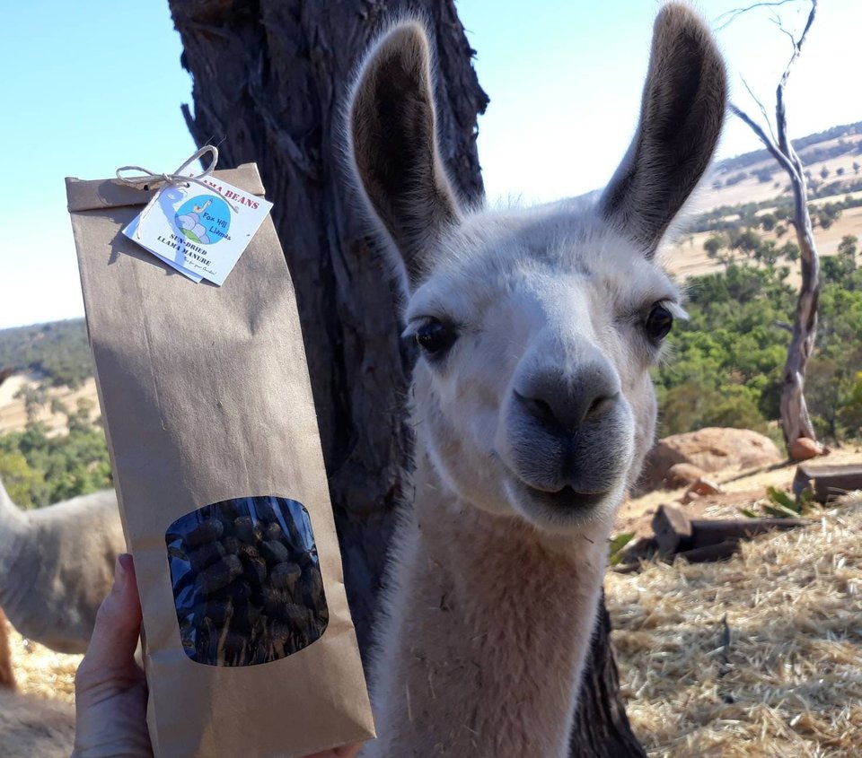 Llama POO Dried Organic Plant Fertiliser. Gardener gift for Garden and plant lovers. Manure for indoor planter. Plant Collector, Florist