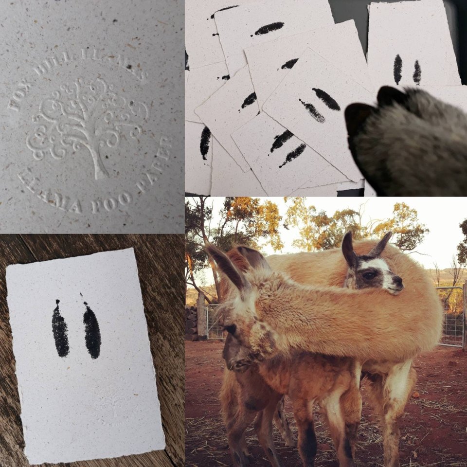 Baby Llama Footprint on Poo Paper