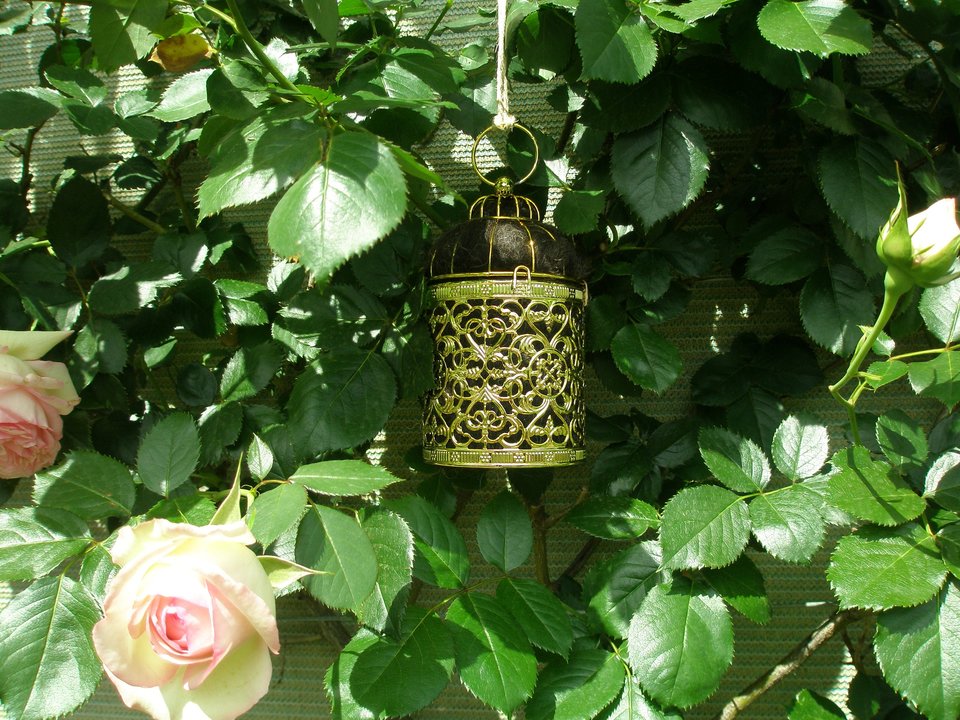 Gold Bird Nester for home isolation backyard gift with Llama Fibre Nest Building Material