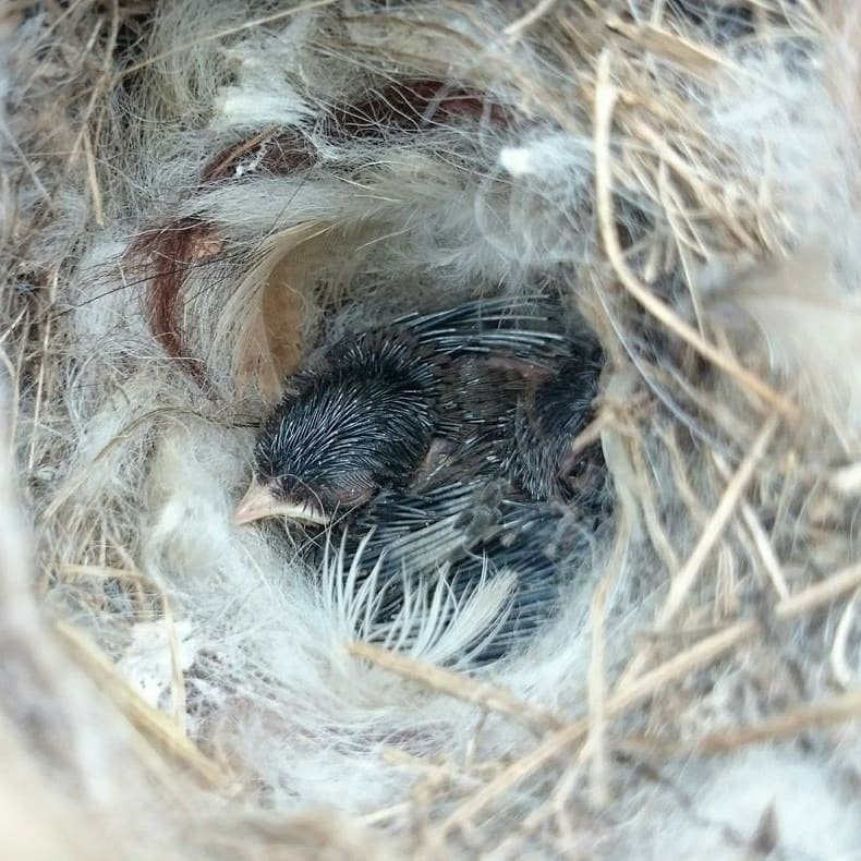 Hanging Bird Nester with Llama Fibre Nesting Material for Birds. Ideal for Eco Friendly Gardens. Gardener gifts and nature playgrounds