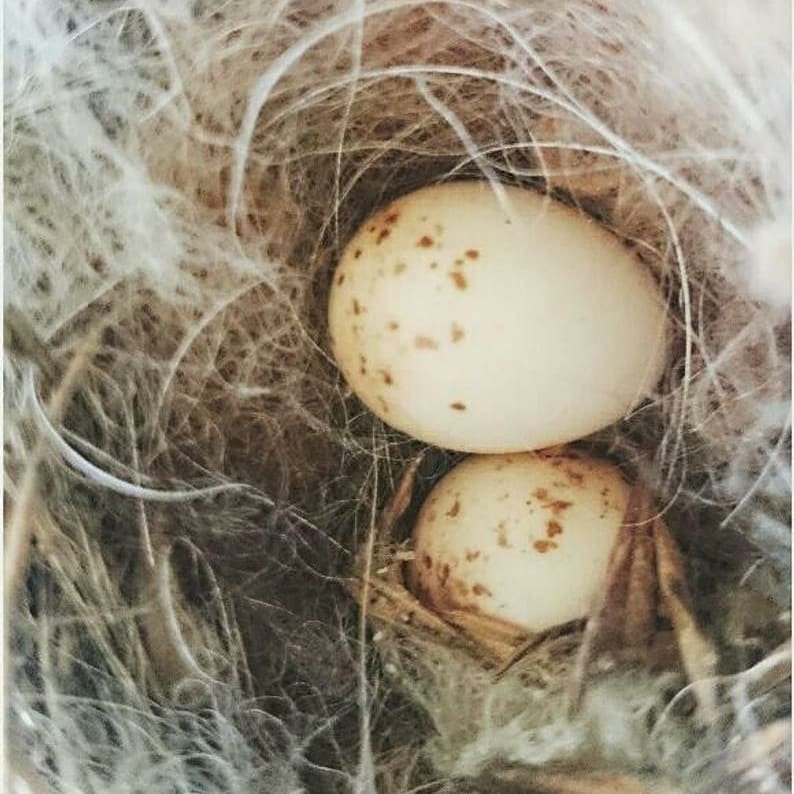 Hanging Bird Nester with Llama Fibre Nesting Material for Birds. Ideal for Eco Friendly Gardens. Gardener gifts and nature playgrounds
