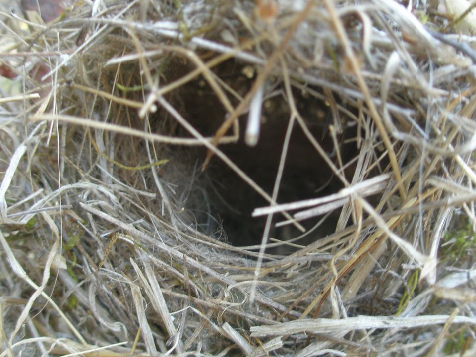 Garden Decoration, Eco Nester, Llama Nesting Material, Nest Filler,Bird Nester, Nest builder, Mother's Day Gift, Nature Play, Nursery Gift