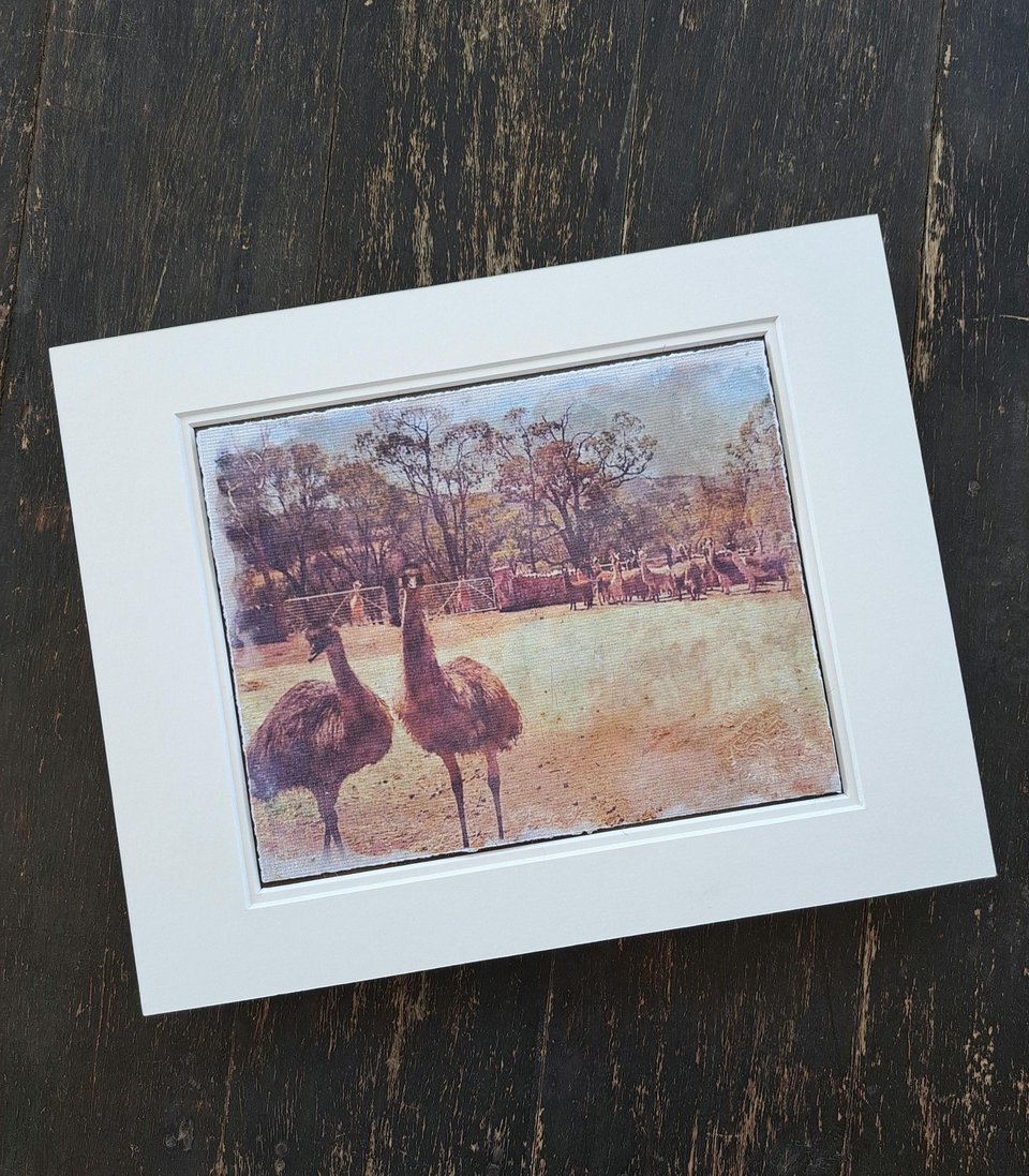 Llama artwork "Emus out Front"