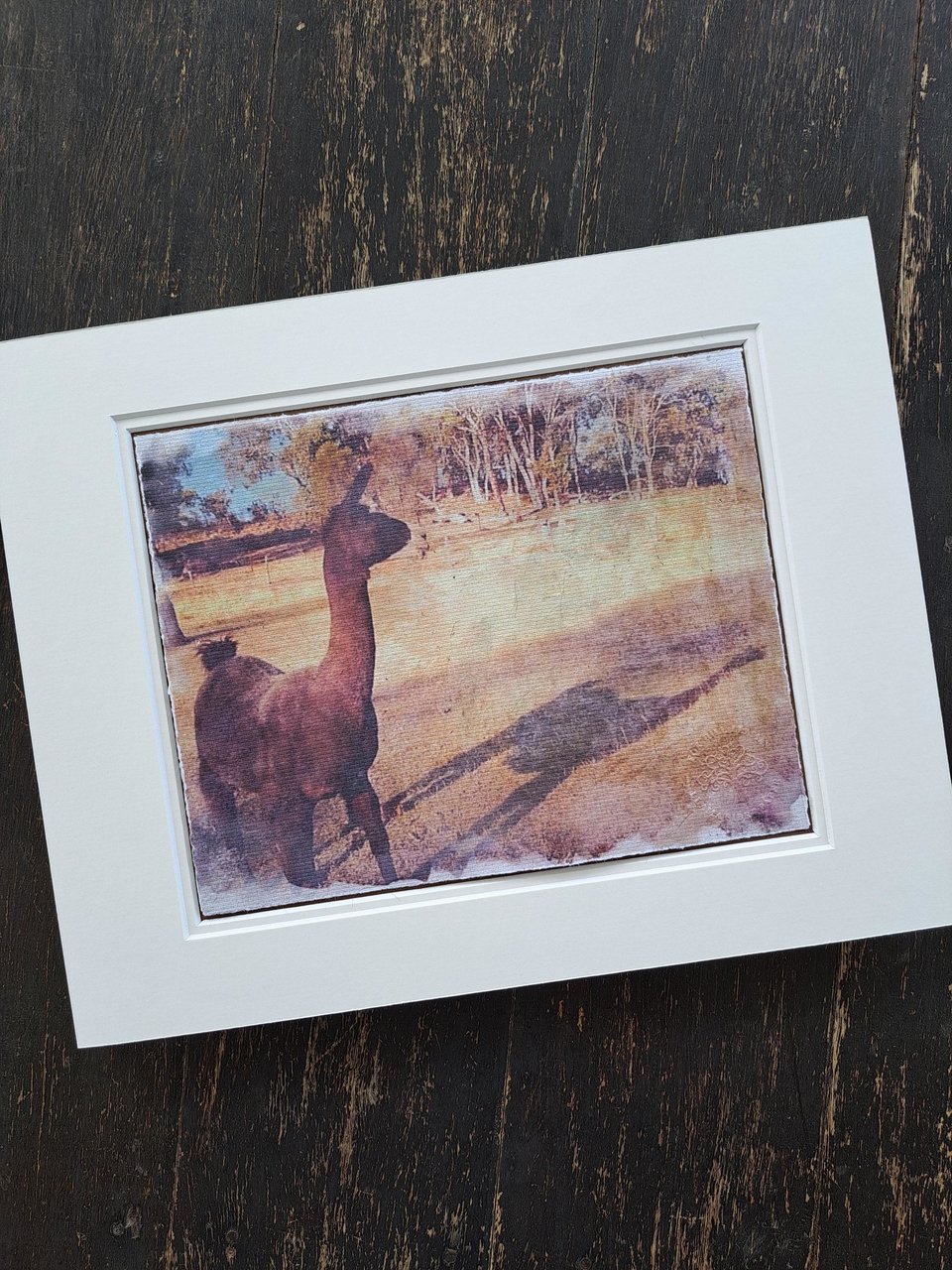 'Llamas of Fox Hill' print series. "Shadow in the Paddock"