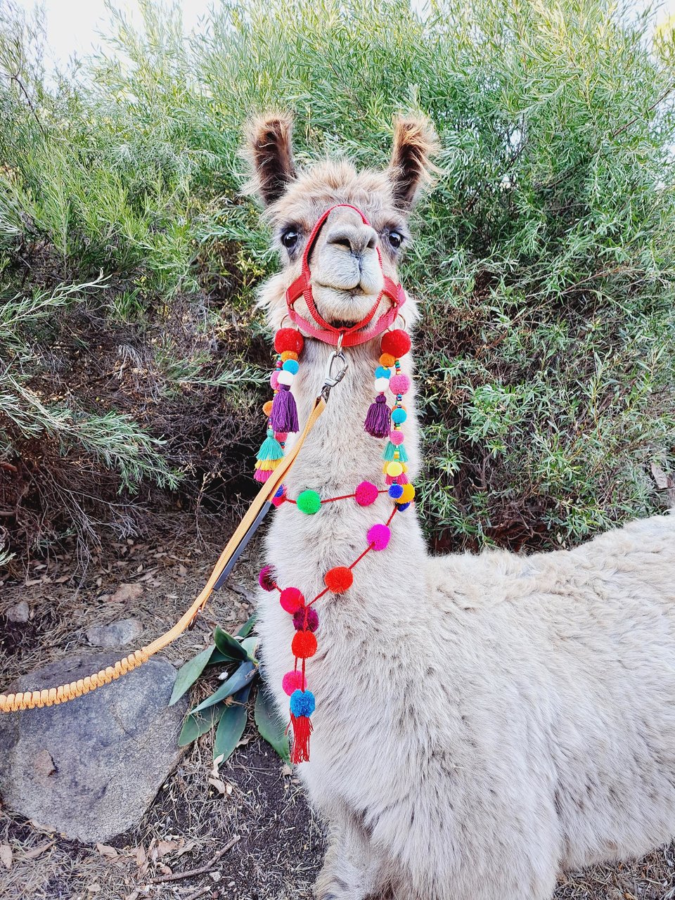 Colourful Llama / Alpaca Tassels and Pom Poms 