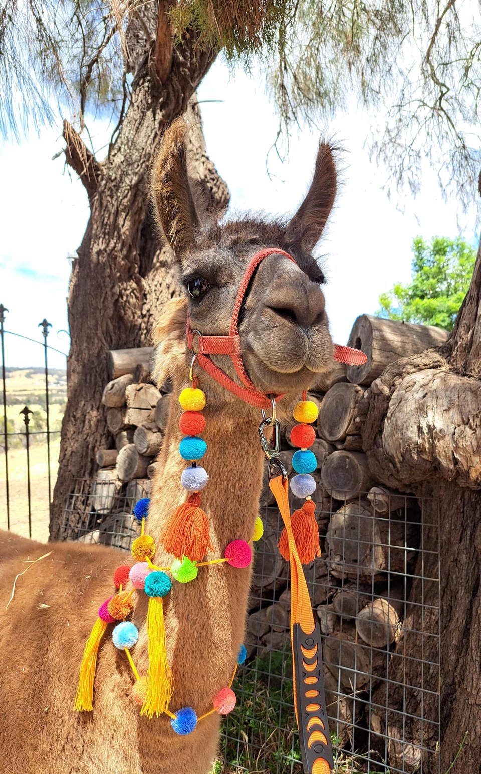 Colourful Llama / Alpaca Tassels and Pom Poms 
