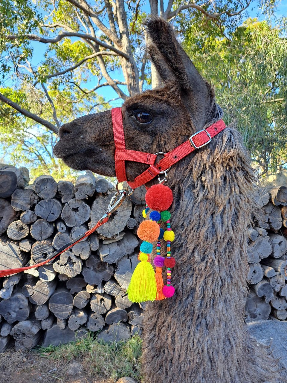 Bright and Colourful Llama or Alpaca Halter Tassels