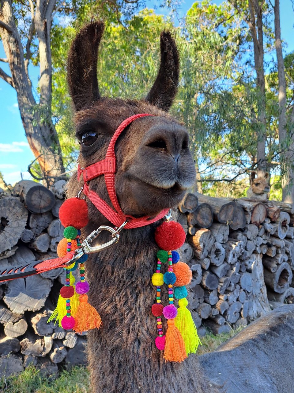 Bright and Colourful Llama or Alpaca Halter Tassels