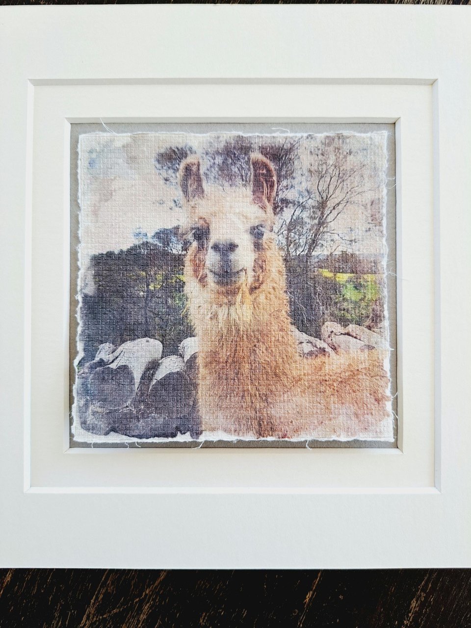 Mini Llama art print. "Contentment"